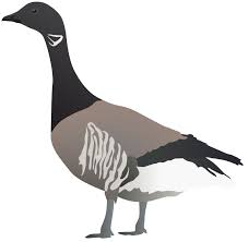 Attēlu rezultāti vaicājumam “Branta bernicla”