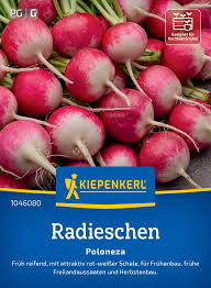 Image result for Radieschen