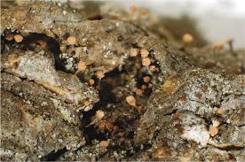 Attēlu rezultāti vaicājumam “Sclerophora coniophaea”