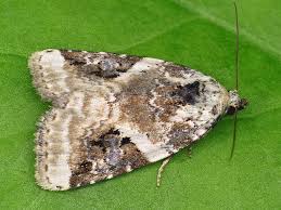 Attēlu rezultāti vaicājumam “Pseudeustrotia candidula”