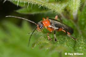 Attēlu rezultāti vaicājumam “Cantharidae”