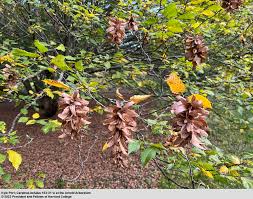 Attēlu rezultāti vaicājumam “Carpinus betulus leaf”