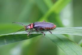 Attēlu rezultāti vaicājumam “Cantharis fusca larva”