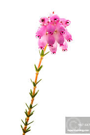 Attēlu rezultāti vaicājumam “Erica tetralix”