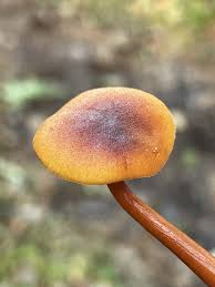 Attēlu rezultāti vaicājumam “Gymnopilus picreus”