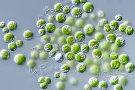 Attēlu rezultāti vaicājumam “Pleurococcus vulgaris”