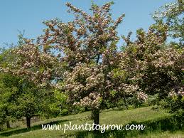 Attēlu rezultāti vaicājumam “Crataegus x macrocarpa”