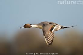 Attēlu rezultāti vaicājumam “Anas acuta male”