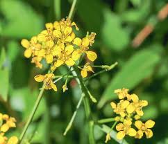 Attēlu rezultāti vaicājumam “Rorippa amphibia”