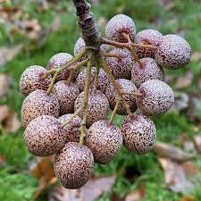 Attēlu rezultāti vaicājumam “Sorbus intermedia fruit”