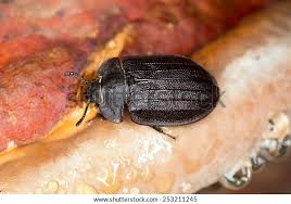 Attēlu rezultāti vaicājumam “Peltis grossa”