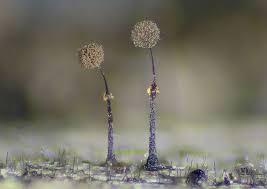 Attēlu rezultāti vaicājumam “Clastoderma debaryanum spores”