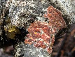 Attēlu rezultāti vaicājumam “Corticium roseum”