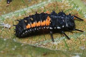 Attēlu rezultāti vaicājumam “Drepanosiphum platanoidis exuvia”