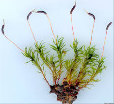 Attēlu rezultāti vaicājumam “Atrichum undulatum”