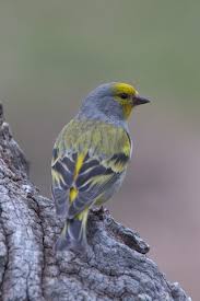 Image result for Carduelis citrinella