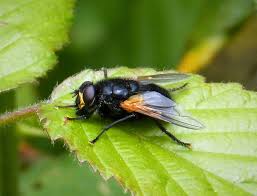 Attēlu rezultāti vaicājumam “Mesembrina meridiana”