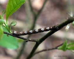 Image result for przyk adnica