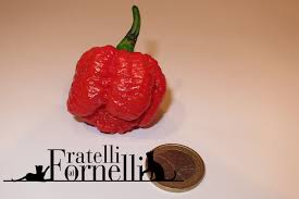 Afbeeldingsresultaat voor red fratali hot pepper