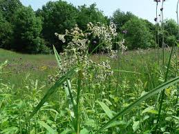 Attēlu rezultāti vaicājumam “Scirpus sylvaticus flower”