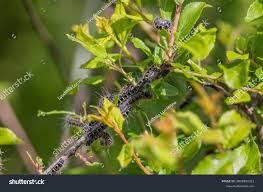 Attēlu rezultāti vaicājumam “Eriogaster lanestris larva”