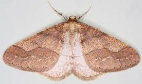 Attēlu rezultāti vaicājumam “Agriopis marginaria”