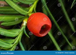 Attēlu rezultāti vaicājumam “Taxus baccata fruit”