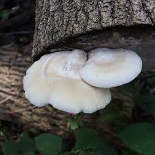 Attēlu rezultāti vaicājumam “Hypsizygus ulmarius”