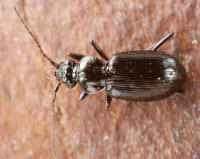 Attēlu rezultāti vaicājumam “Loricera pilicornis”