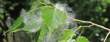 Attēlu rezultāti vaicājumam “Populus nigra”