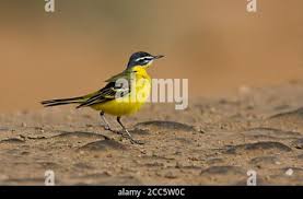 Attēlu rezultāti vaicājumam “Motacilla flava flava adult”