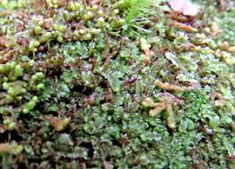 Attēlu rezultāti vaicājumam “Anastrophyllum hellerianum”