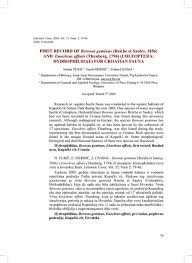 Attēlu rezultāti vaicājumam “Enochrus affinis”