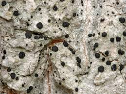 Attēlu rezultāti vaicājumam “Megalaria grossa”