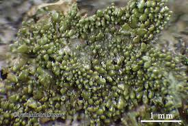 Attēlu rezultāti vaicājumam “Melanohalea exasperata”