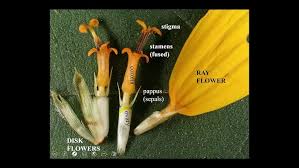 Attēlu rezultāti vaicājumam “Asteraceae”