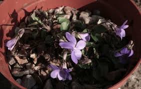 Attēlu rezultāti vaicājumam “Viola rupestris bud”