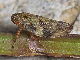 Attēlu rezultāti vaicājumam “Aphrophoridae”