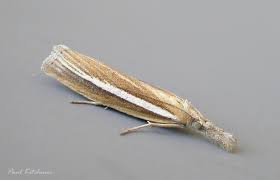 Attēlu rezultāti vaicājumam “Agriphila selasella”