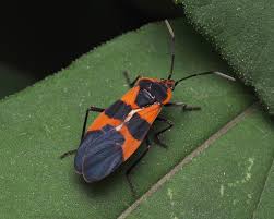 Attēlu rezultāti vaicājumam “Lygaeidae”