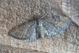 Attēlu rezultāti vaicājumam “Eupithecia satyrata”