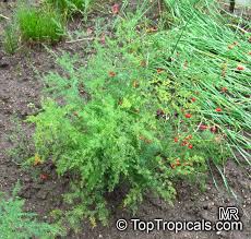 Attēlu rezultāti vaicājumam “Asparagus officinalis leaf”