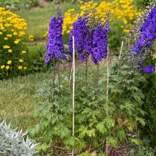 Attēlu rezultāti vaicājumam “Delphinium elatum”