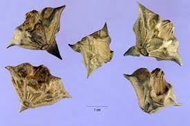 Attēlu rezultāti vaicājumam “Trapaceae”