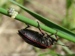 Attēlu rezultāti vaicājumam “Jalla dumosa”