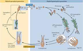 Attēlu rezultāti vaicājumam “Campylophyllum calcareum sporophyte”