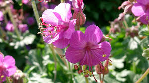 Attēlu rezultāti vaicājumam “Geraniaceae”