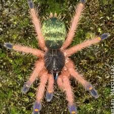 Attēlu rezultāti vaicājumam “Petractis sp.”