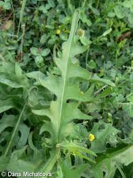 Attēlu rezultāti vaicājumam “Crepis biennis leaf”