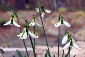 Attēlu rezultāti vaicājumam “Galanthus nivalis leaf”